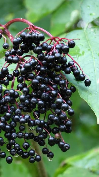 Elderberry extract